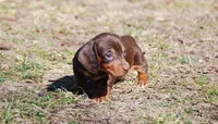 AKC Stella, a female Miniature Dachshund for sale in Billings, MO – Photo 4 of 10