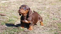 AKC Stella, a female Miniature Dachshund for sale in Billings, MO – Photo 3 of 10