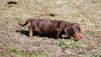 AKC Stella, a female Miniature Dachshund for sale in Billings, MO – Photo 7 of 10