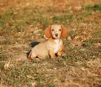 AKC Trooper, a male Miniature Dachshund for sale in Billings, MO – 6 of 10