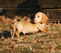 AKC Trooper, a male Miniature Dachshund for sale in Billings, MO – 8 of 10