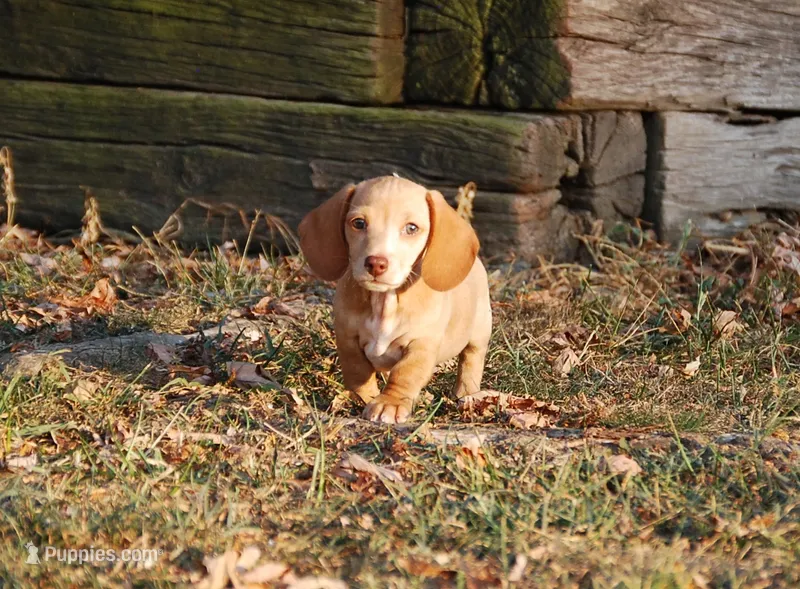 AKC Trooper – Miniature Dachshund puppy for sale in Billings, MO