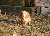 AKC Trooper, a male Miniature Dachshund for sale in Billings, MO – 1 of 10