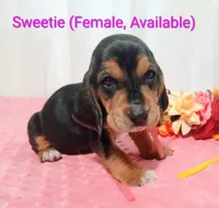 Sweetie , a female Basset Hound for sale in Massillon, OH – 2 of 2