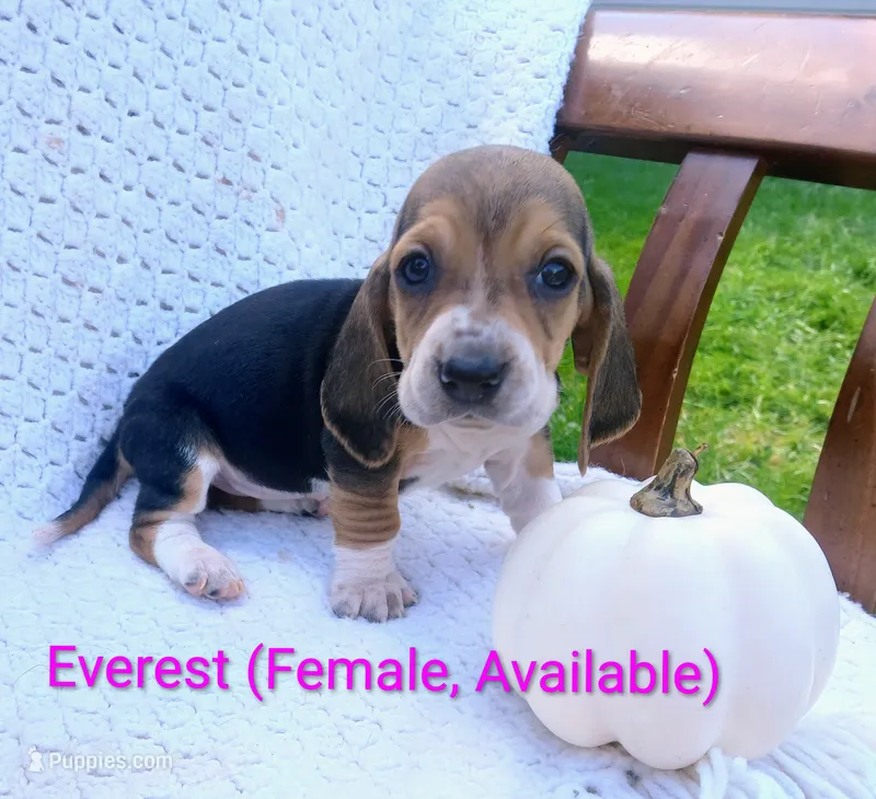 Everest – Basset Hound puppy for sale in Massillon, OH