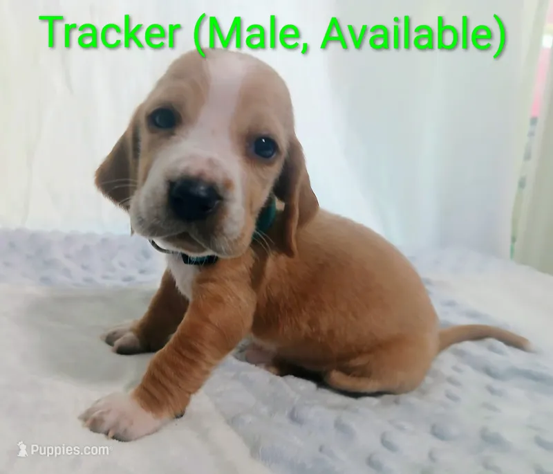 Tracker – Basset Hound puppy for sale in Massillon, OH