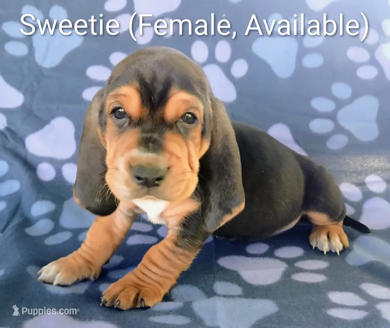 Sweetie  – Basset Hound puppy for sale in Massillon, OH