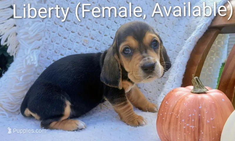 Liberty – Basset Hound puppy for sale in Massillon, OH