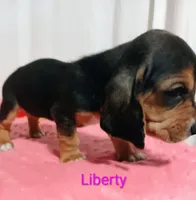 Liberty, a female Basset Hound for sale in Massillon, OH – 2 of 2