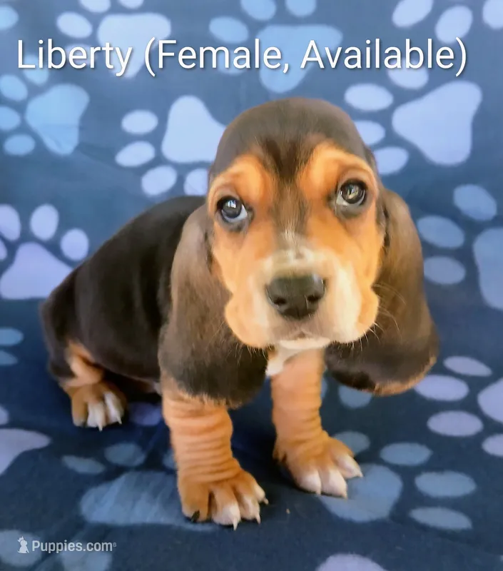 Liberty – Basset Hound puppy for sale in Massillon, OH