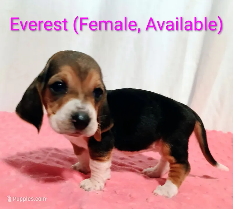 Everest – Basset Hound puppy for sale in Massillon, OH