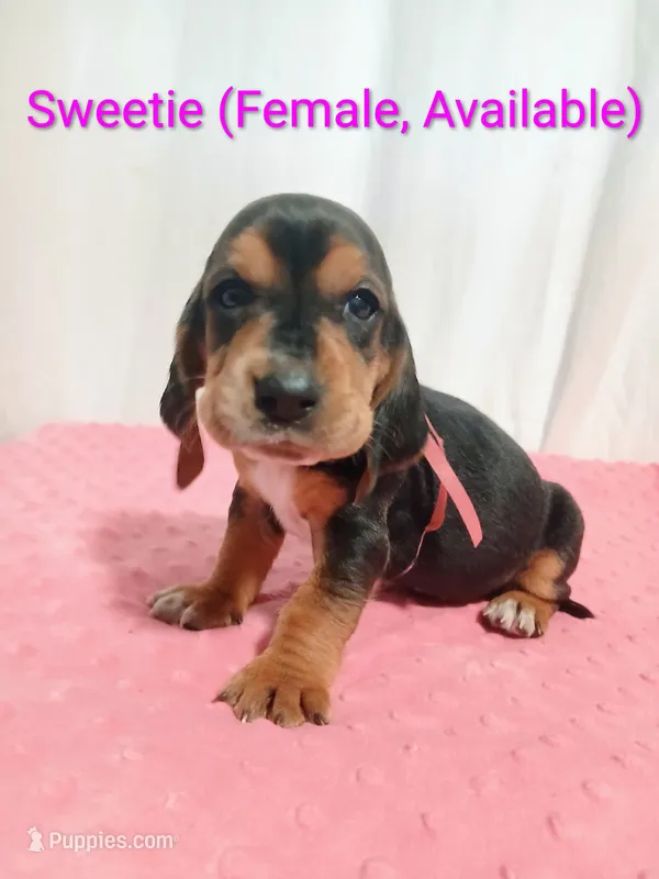 Sweetie  – Basset Hound puppy for sale in Massillon, OH
