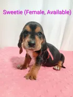 Sweetie , a female Basset Hound for sale in Massillon, OH – 1 of 2