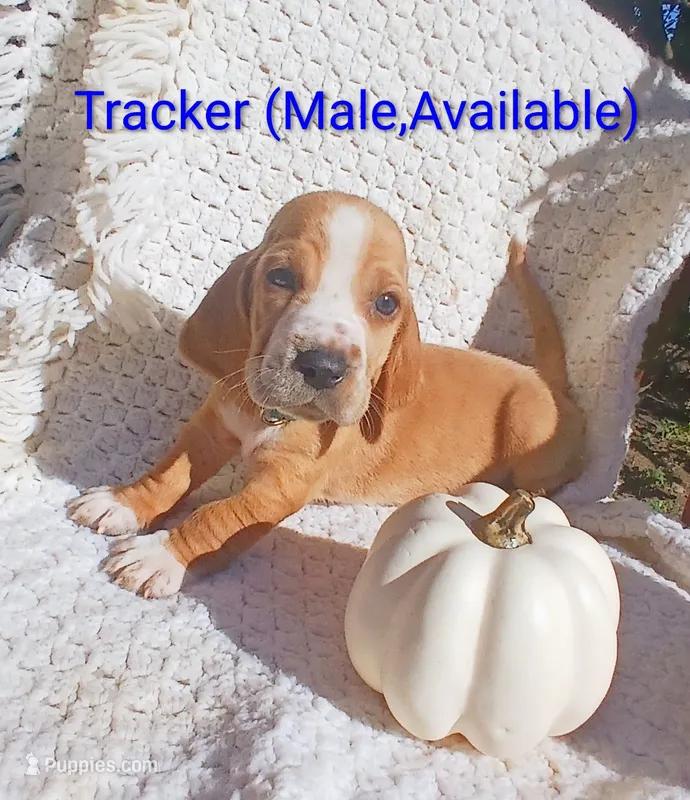 Tracker – Basset Hound puppy for sale in Massillon, OH