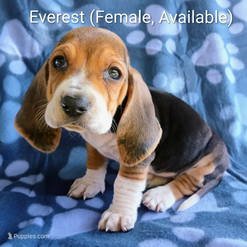 Everest – Basset Hound puppy for sale in Massillon, OH