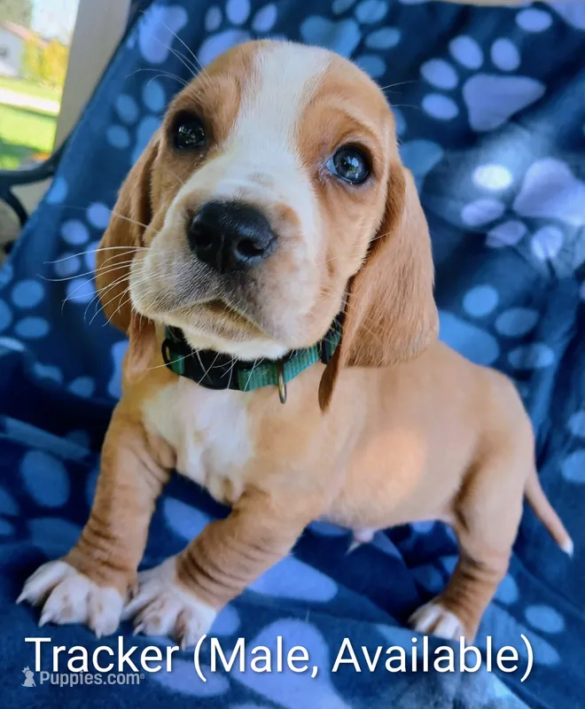 Tracker – Basset Hound puppy for sale in Massillon, OH