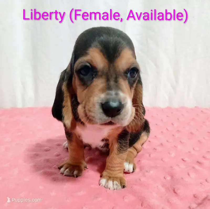 Liberty – Basset Hound puppy for sale in Massillon, OH