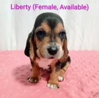 Liberty, a female Basset Hound for sale in Massillon, OH – 1 of 2