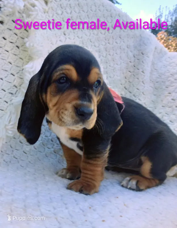 Sweetie  – Basset Hound puppy for sale in Massillon, OH