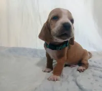 Tracker, a male Basset Hound for sale in Massillon, OH – 2 of 2