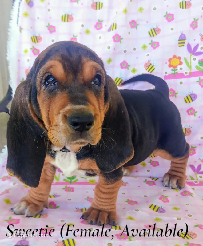 Sweetie  – Basset Hound puppy for sale in Massillon, OH