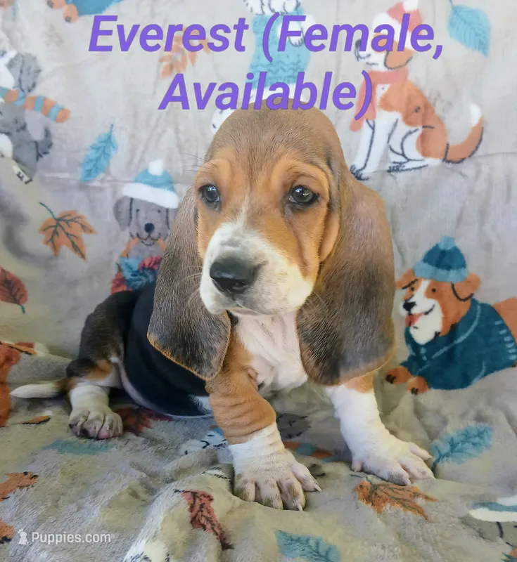 Everest – Basset Hound puppy for sale in Massillon, OH
