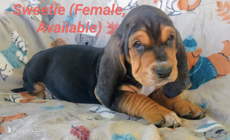Sweetie  – Basset Hound puppy for sale in Massillon, OH