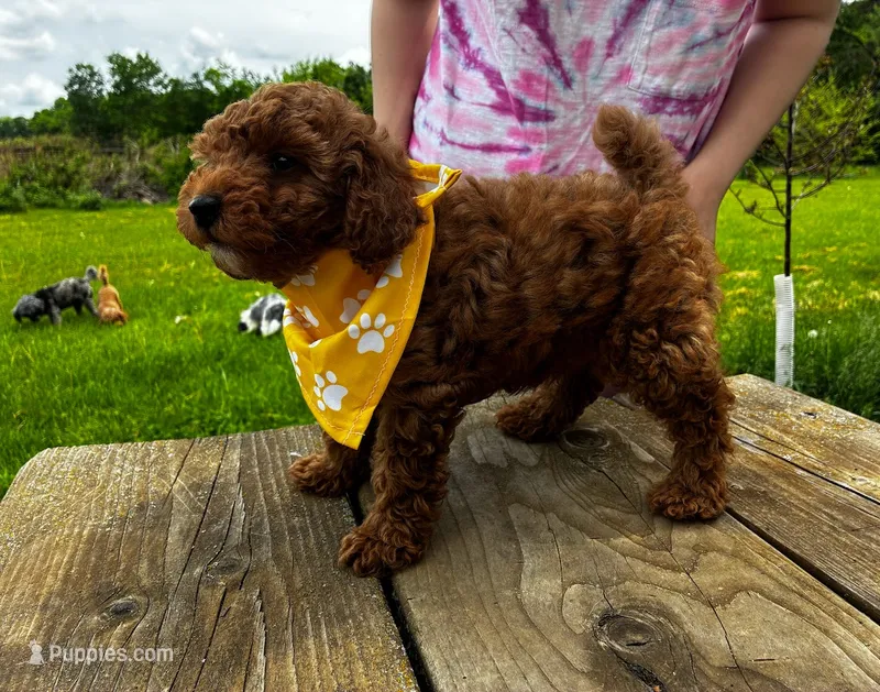 Oakly – Poodle - Miniature  puppy for sale in Frederic, WI