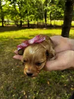 Brie, a female Maltipoo for sale in Frederic, WI – 2 of 3