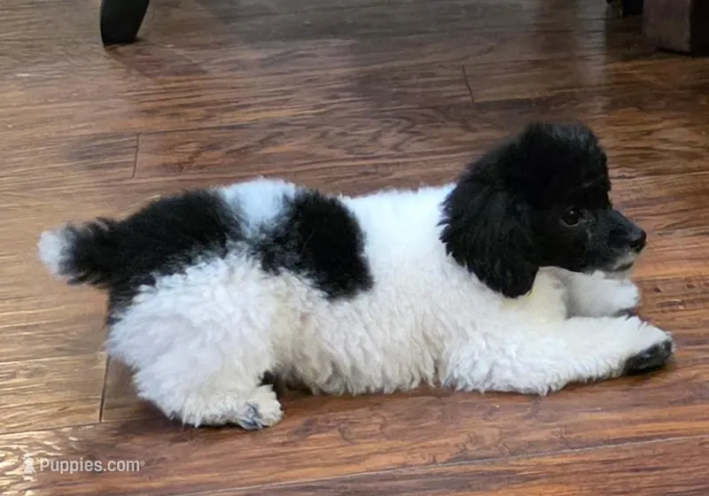 Cameron – Poodle - Miniature  puppy for sale in Frederic, WI