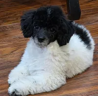 Cameron, a male Poodle - Miniature  for sale in Frederic, WI – Photo 1 of 3