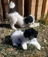 Cameron, a male Poodle - Miniature  for sale in Frederic, WI – Photo 2 of 3