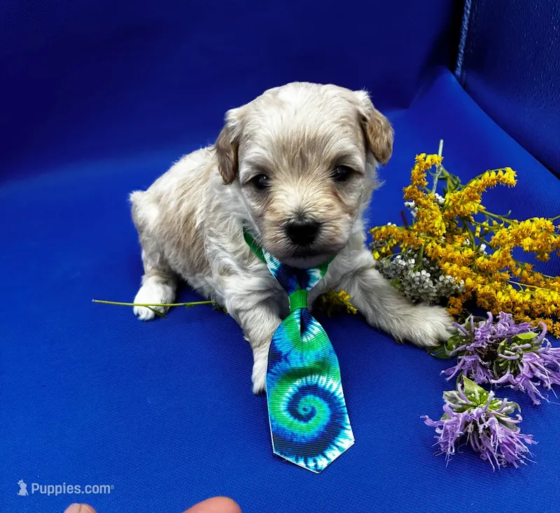 Hugo – Maltipoo puppy for sale in Frederic, WI