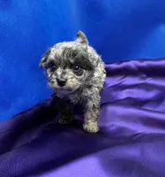 Coral, a female Maltipoo for sale in Frederic, WI – 5 of 5