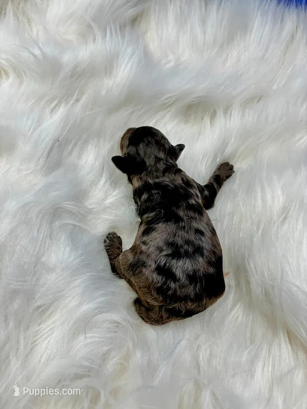 Whiskey – Poodle - Miniature  puppy for sale in Frederic, WI