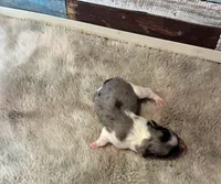 Orion, a male Maltipoo for sale in Frederic, WI – Photo 3 of 3