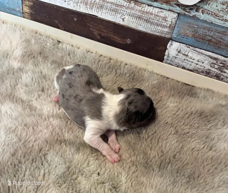 Orion – Maltipoo puppy for sale in Frederic, WI