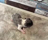 Orion, a male Maltipoo for sale in Frederic, WI – Photo 1 of 3