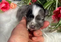 Orion, a male Maltipoo for sale in Frederic, WI – 2 of 4