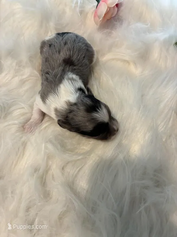 Orion – Maltipoo puppy for sale in Frederic, WI