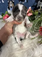 Orion, a male Maltipoo for sale in Frederic, WI – 4 of 4