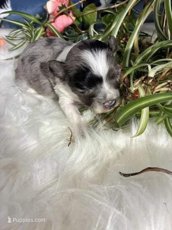 Orion – Maltipoo puppy for sale in Frederic, WI