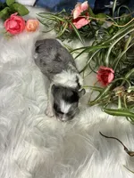 Orion, a male Maltipoo for sale in Frederic, WI – 3 of 4