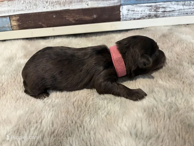 Pearl – Maltipoo puppy for sale in Frederic, WI