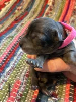 Pearl, a female Maltipoo for sale in Frederic, WI – Photo 2 of 2