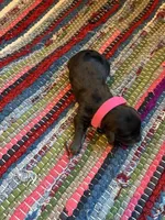 Pearl, a female Maltipoo for sale in Frederic, WI – Photo 1 of 2