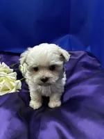 Opal, a female Maltese for sale in Frederic, WI – 3 of 5