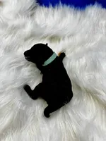 Zulu, a female Poodle - Miniature  for sale in Frederic, WI – 2 of 2