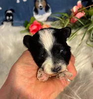 Nova, a female Maltipoo for sale in Frederic, WI – 1 of 3