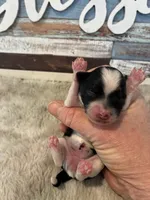 Nova, a male Maltipoo for sale in Frederic, WI – Photo 2 of 2